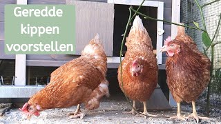 Nieuwe kippen voorstellen  Kippen redden van slacht  De dierenvriendin [upl. by Aicilra551]