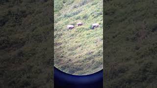 Chamois in the distance 🐐🔭 beautiful chamois switzerland wildlife shorts trending nature [upl. by Lundt]