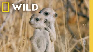 7 Minutes of The Cutest Baby Animals Youve Ever Seen  Nat Geo [upl. by Aehtrod]