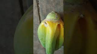 This papaya looks lol 😂 [upl. by Ayian]