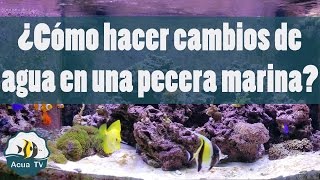 ¿Como hacer cambios de agua en una pecera marina [upl. by Merari111]