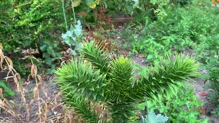 Araucaria araucana [upl. by England]