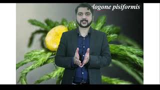 ZygomycotaFSc PI BiologyBy Agha Waisf [upl. by Giaimo385]