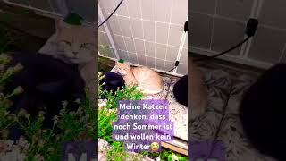 Musical summer cat catlove catvideos shorts Schnurri Anna Obamizi [upl. by Thilde]