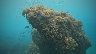 A day with DivesGuru CressiVideo GoPro The G Beach Club phuket racha octopus stingray [upl. by Frederic]