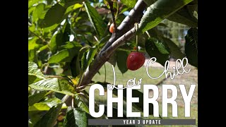 SoCal Low Chill Cherry Update  Year Three  Minnie Royal Royal Lee Royal Crimson [upl. by Ajit671]