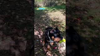 Bubs running around bubs americanbully dog dogs animal animals cute running nature toys [upl. by Neuberger18]