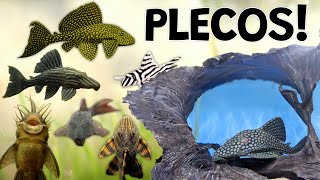 Perfect Plecos for Your Aquarium Plecostomus Are Not Just Suckers [upl. by Fosque]