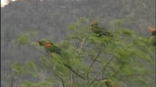 Red Fronted Macaws Part I and Part V [upl. by Clary]