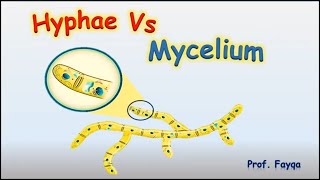 Hyphae and mycellium [upl. by Suelo70]