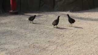 Common Moorhen fighting for a female [upl. by Ahsaei]