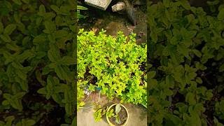 chadbagane pudina gach laganor upai  pudina roofgardening shortstrending [upl. by Annenn601]