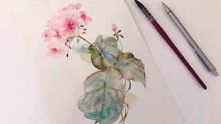 watercolor painting geranium [upl. by Llerrah398]