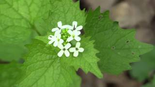 Alliaria petiolata  Knoblauchsrauke Garlic Mustard [upl. by Ahsot]