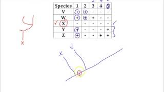 Cladogram Practice Problem [upl. by Schonfield25]