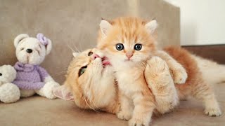 Mom Cat playing and talking to her Cute Meowing baby Kittens [upl. by Feil]