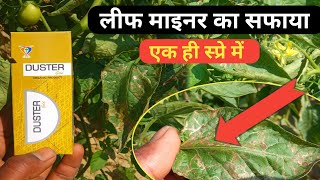 लीफ माइनर का सफाया। Leaf miner insect 100 control best organic product for leaf miner [upl. by Karrie]