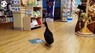 Duck explores bookstore [upl. by Ennis]