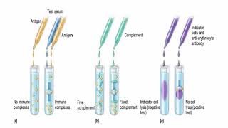 complement fixation test [upl. by Ariayek]