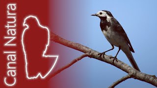 Lavandera blanca Motacilla alba White Wagtail 4K [upl. by Ashwin390]