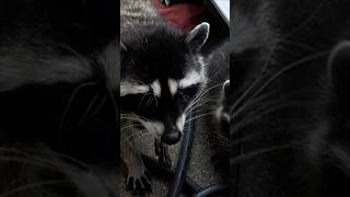 Еноты повылазили знамо дело жрать хотят raccoon животные [upl. by Kahler]