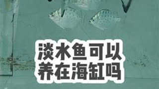 淡水鱼能养在海缸里吗？买来7条鱼试水，结果第二天…… 养鱼日记 海缸 海水鱼 观赏鱼 汽水鱼 [upl. by Llertnov]