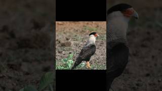 Caracara stine🤨 guajira caracara halcon aves [upl. by Moretta]