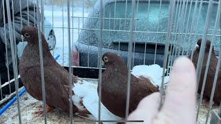 Rynek targ Wysokie Mazowieckie 18112023 🕊gołębie ptaki królik kury pigeons market rabbit [upl. by Soule]