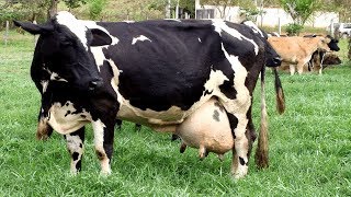 7 Races De Vaches Qui Donnent Plus De Lait Au Monde Qui Ncreerás Qui Existent [upl. by Einiar990]