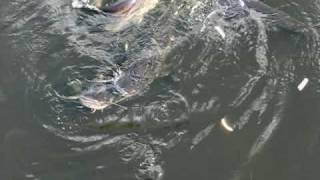 Catfish at Chernobyl Nuclear Power Plant [upl. by Brandwein]