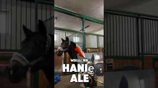 Nie długo wrzuce part 2🤪☀️ horse equestrian blog vlog konie eqestrianvlogcomedy śmiesznedc [upl. by Eelesor]