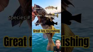 3 Amazing Bass Catches in One Trip Spotted Sand amp Calico Bass fishingadventure [upl. by Scharff542]