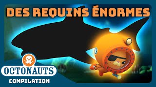 Octonauts  🦈 Des requins ÉNORMES  🦈  Compilation  Dessins animés pour enfants [upl. by Idissak396]