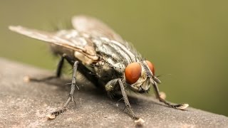 How To Get Rid of a Fly [upl. by Gibbie]