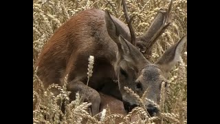 Rehböcke in der Paarungszeit Roebucks in the mating season [upl. by Belcher]