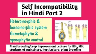 Self Incompatibility part 2 in Hindi Heteromorphic homomorphic SI gametophytic sporophytic control [upl. by Janerich593]