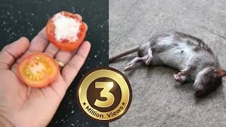 How To Kill Rats Within 30 minutes  Home Remedy Magic Ingredient  Mr Maker [upl. by Otrebilif]