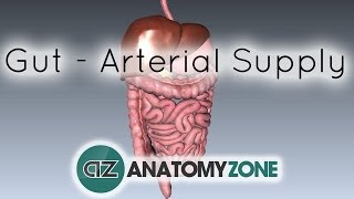 Blood Supply to the Gut Introduction  Part 1 Arterial Supply [upl. by Fania136]