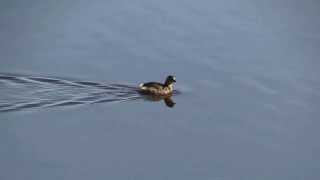 GREBE Castagneux  Tachybaptus ruficollis  Cris et plumage Hivernal  BRUITX [upl. by Eiramacissej]