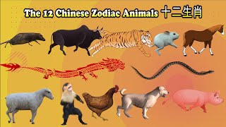 12 Chinese Zodiac Animals十二生肖 [upl. by Roydd]