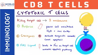 Cytotoxic T CellsCD8 T Cells  Immunology [upl. by Hollinger]