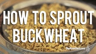 How to Sprout Buckwheat [upl. by Grange803]