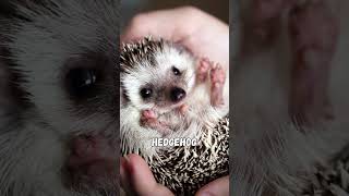 The Top 10 Cutest Animals on Earth [upl. by Pantheas702]