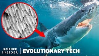 How Shark Scales Unique Design Could Stop Bacteria Spread  Evolutionary Tech [upl. by Gnohp]