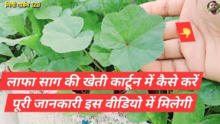 लाफा साग की खेती कार्टून में कैसे करें LafaSaag LafaKiKhetiCatoonMain minigarden1236 [upl. by Eerbua]