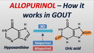 Allopurinol  How it works in treatment of GOUT [upl. by Ivgnout53]