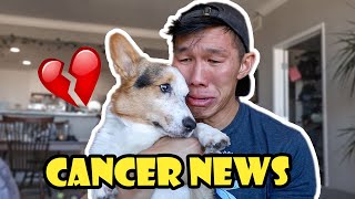 My Corgis Cancer News and Giving Him The Best Day  Life After College Ep 765 [upl. by Leban]