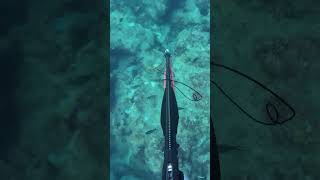 3 DAYS OF SPEARFISHING IN 20 SECONDS [upl. by Garold]