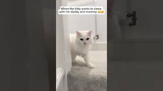 I can’t stop watching it 😂😂 funnyshorts funnmoments funnyvideo funnycats funny shorts cat [upl. by Dammahum]