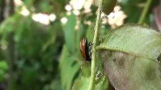 Releasing ladybirds to control aphids greenfly and blackfly by Green Gardener [upl. by Zoarah516]